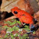 Chilamate Rainforest Eco Retreat